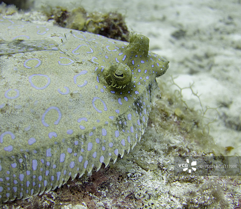 孔雀比目鱼图片素材