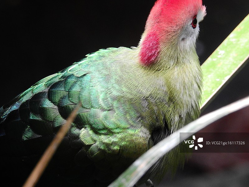 红冠蕉鹃光线图片素材