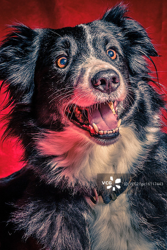 柯利犬图片素材