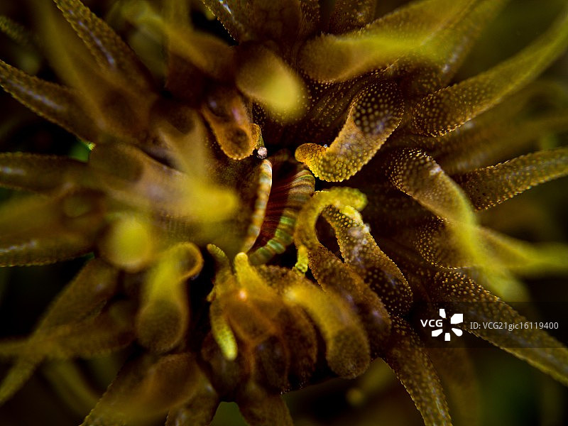 杯珊瑚-茜色杯珊瑚图片素材