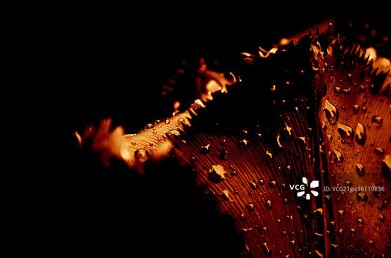 雨中的郁金香图片素材