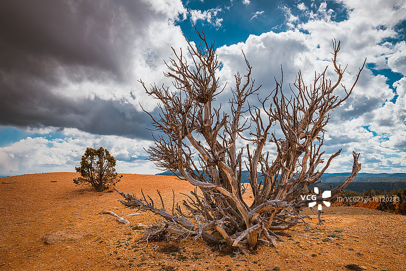 狐尾松图片素材