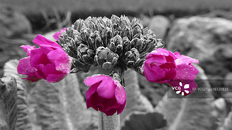 报春花图片素材