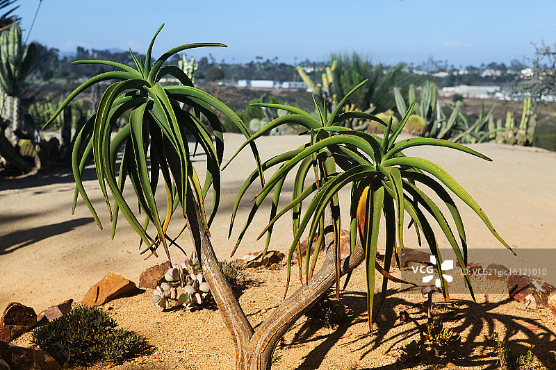 仙人掌树图片素材