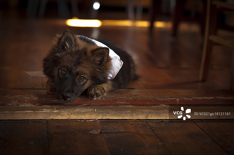 小狗的成长之路图片素材