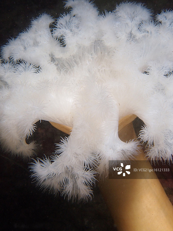 蒙特雷湾的羽状海葵图片素材