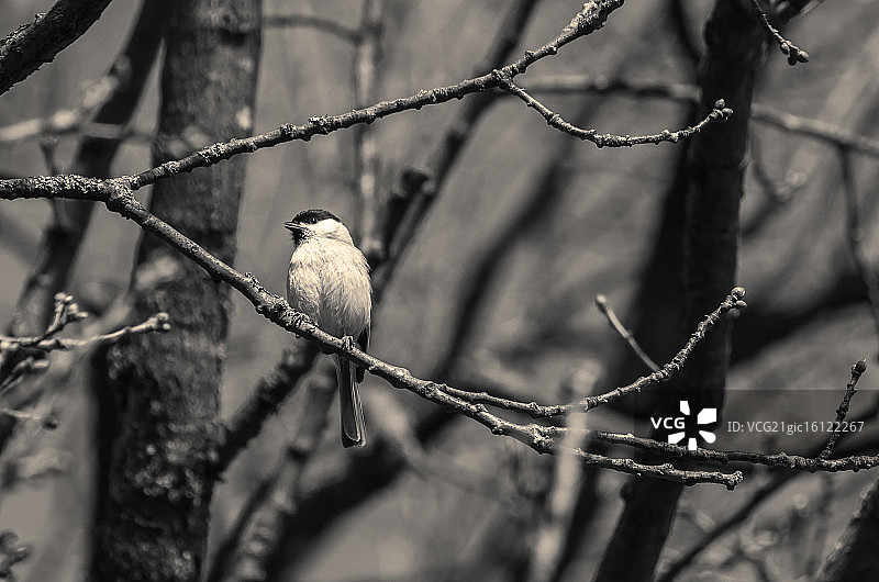 歌唱的柳莺图片素材