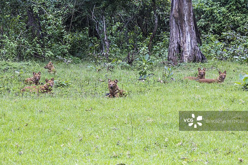 野狗群图片素材