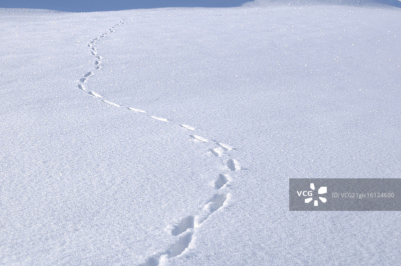 雪地动物足迹图片素材