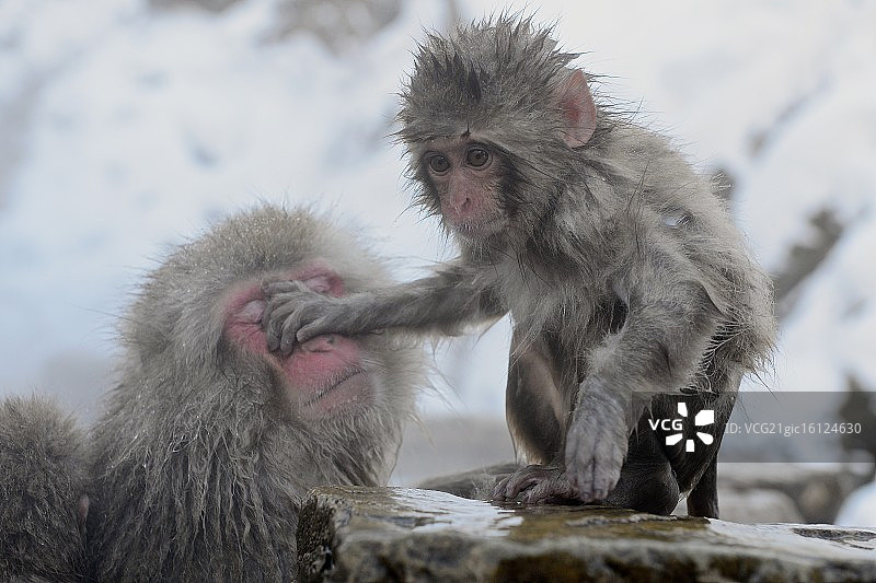 雪猴儿童图片素材