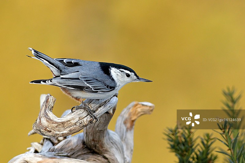 五子雀图片素材