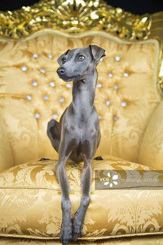 金色的意大利格力犬图片素材