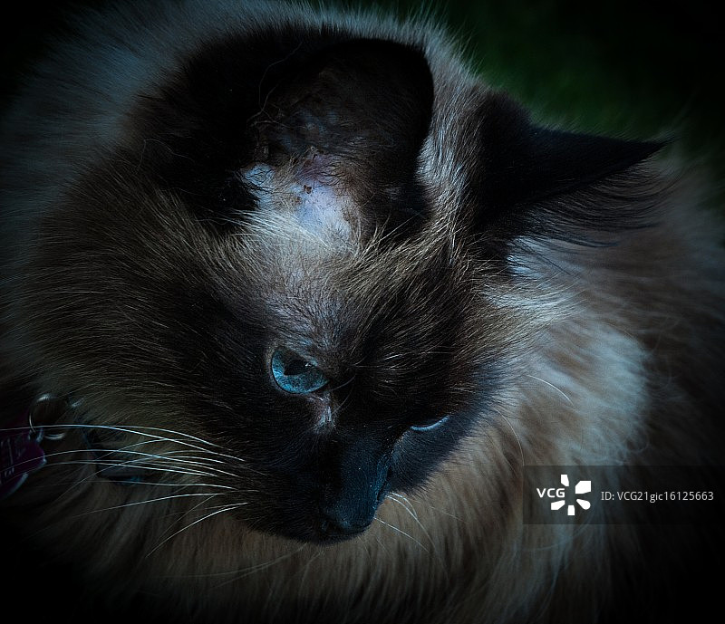 重点色伯曼猫图片素材