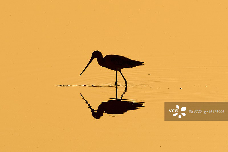 滨鹬剪影图片素材