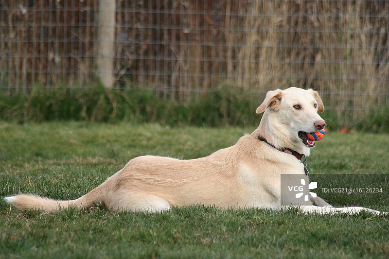 萨路基犬哈伦图片素材