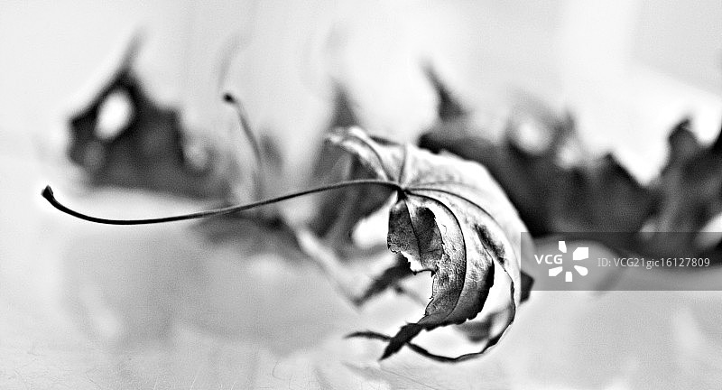 像叶子一样轻盈图片素材