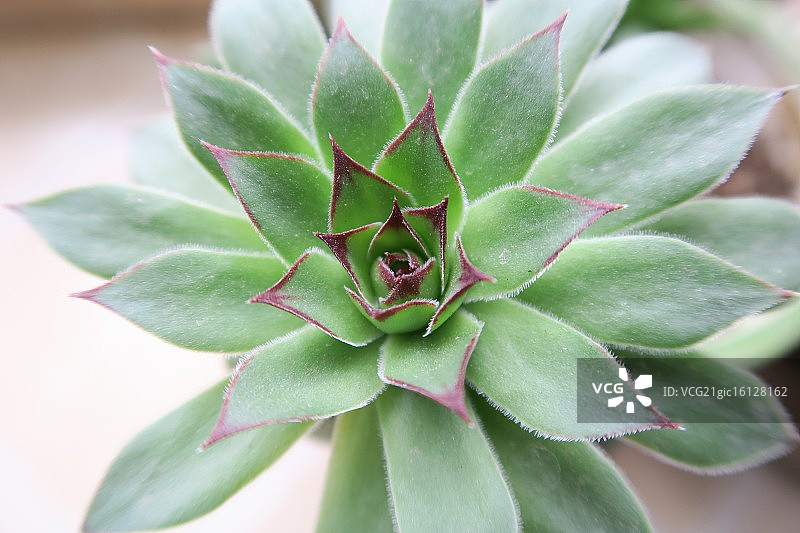 长生草图片素材