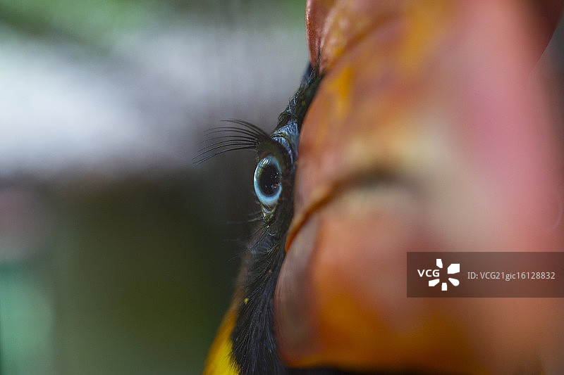 大犀鸟图片素材