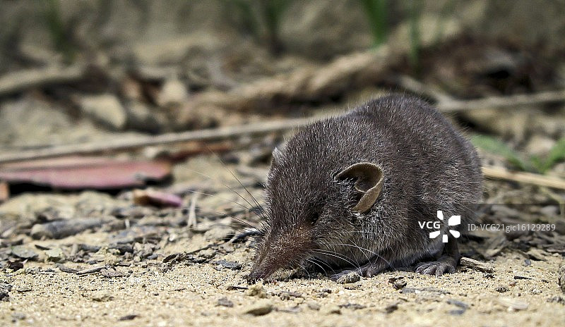 清晨热身：鼩鼱图片素材