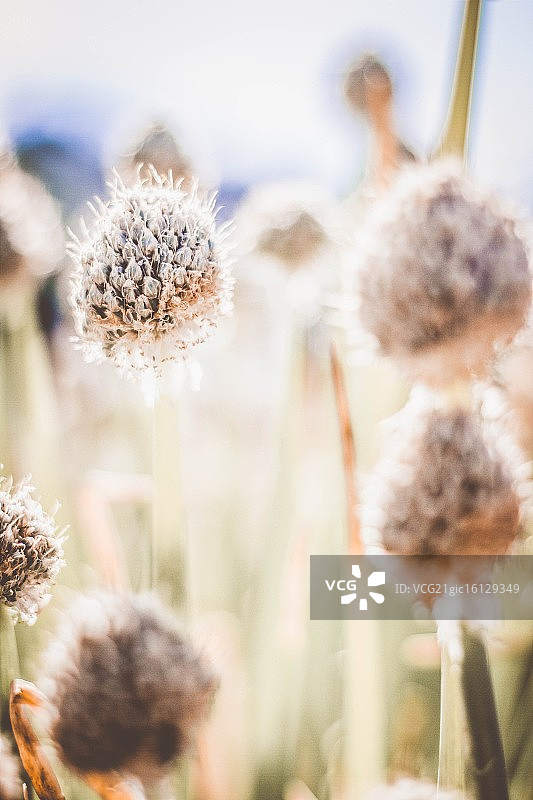 种子荚果图片素材