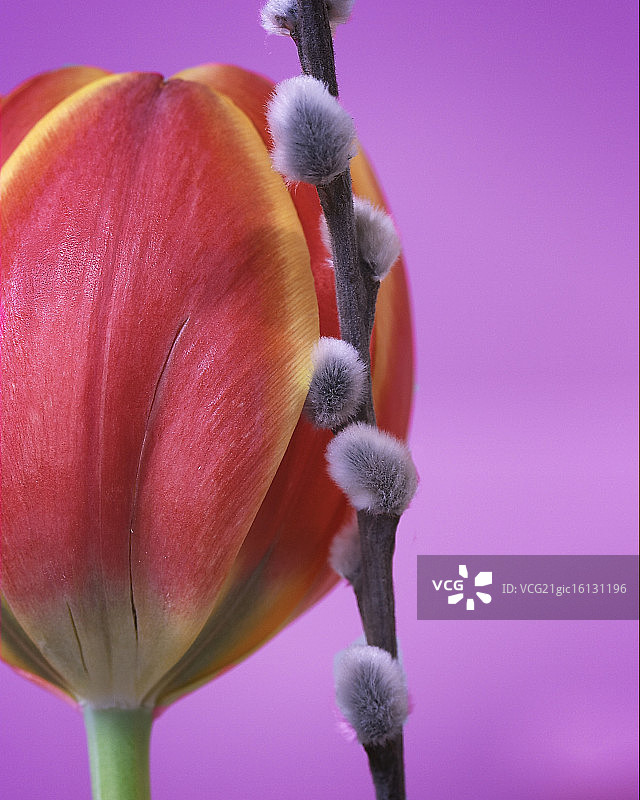 郁金香与柳树图片素材