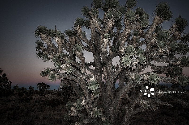 莫哈韦约书亚树图片素材