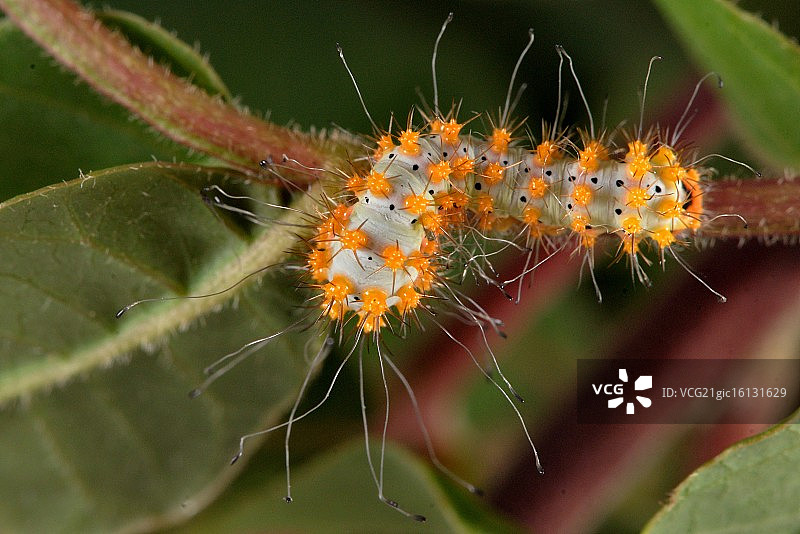 大燕蛾图片素材