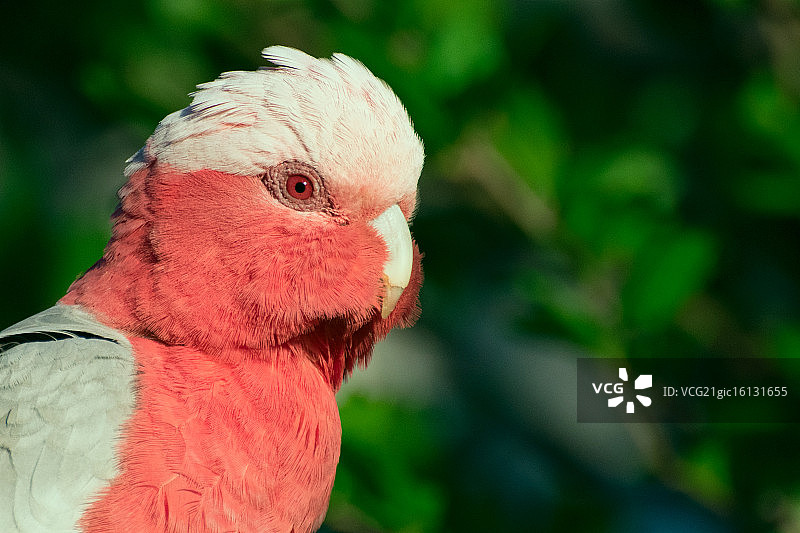 红粉凤头鹦鹉的女性画像图片素材