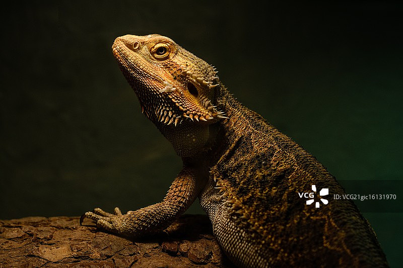 胡须蜥蜴图片素材