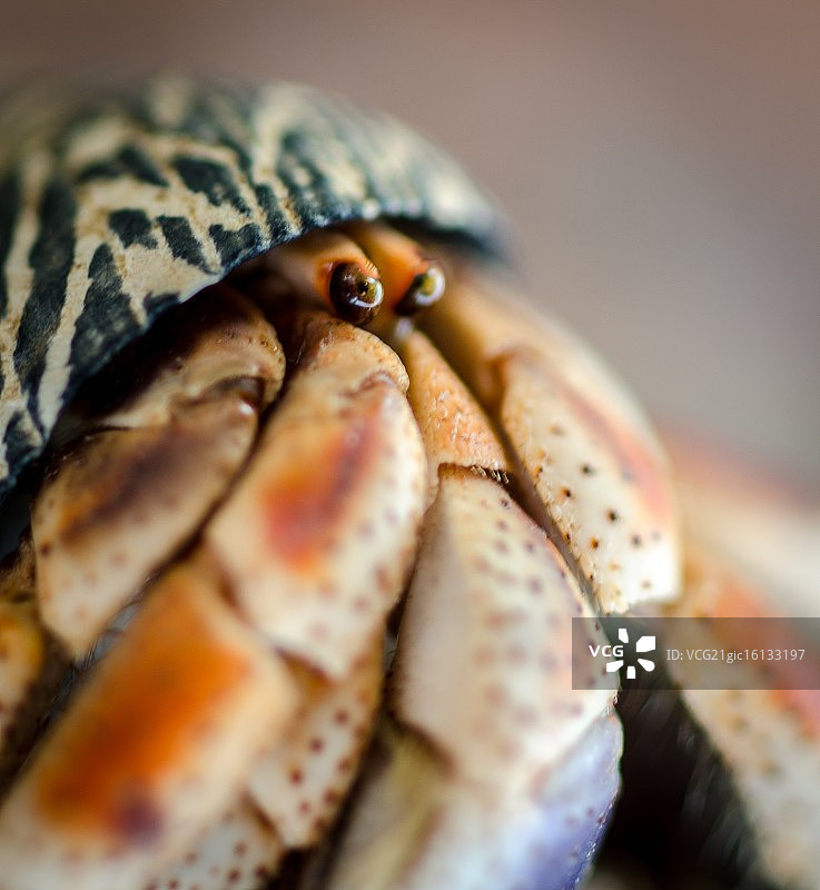 隐士科米特图片素材