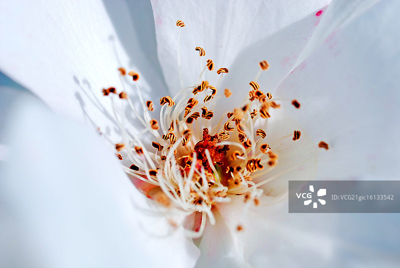 花蕊图片素材