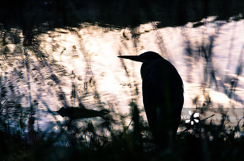 湖边鸟的剪影图片素材