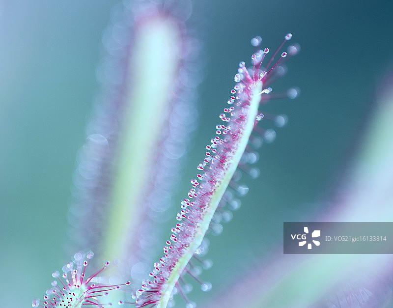 食肉植物图片素材