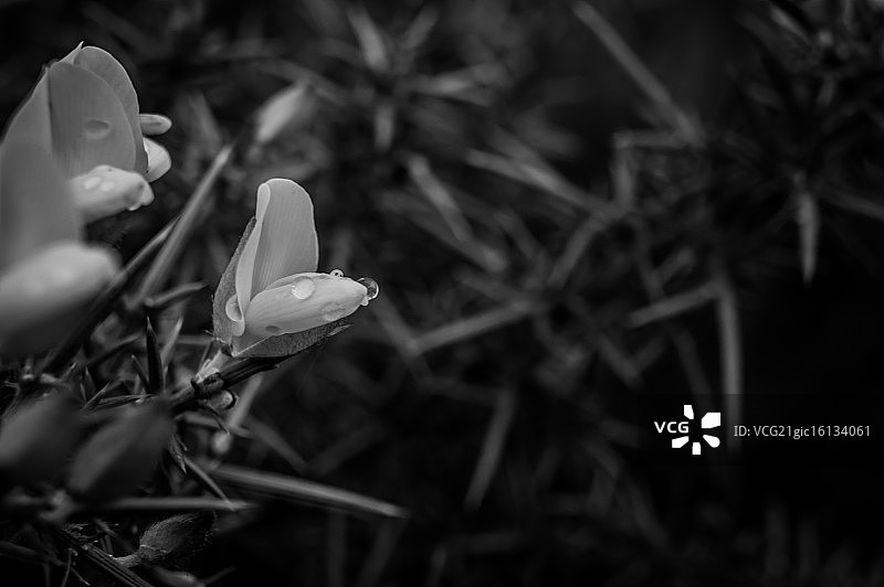 金雀花图片素材