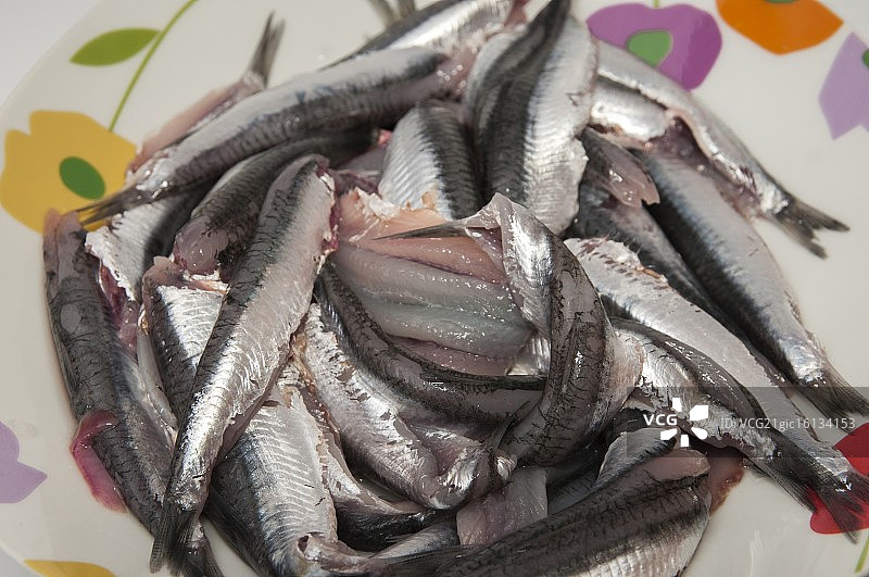 沙丁鱼图片素材