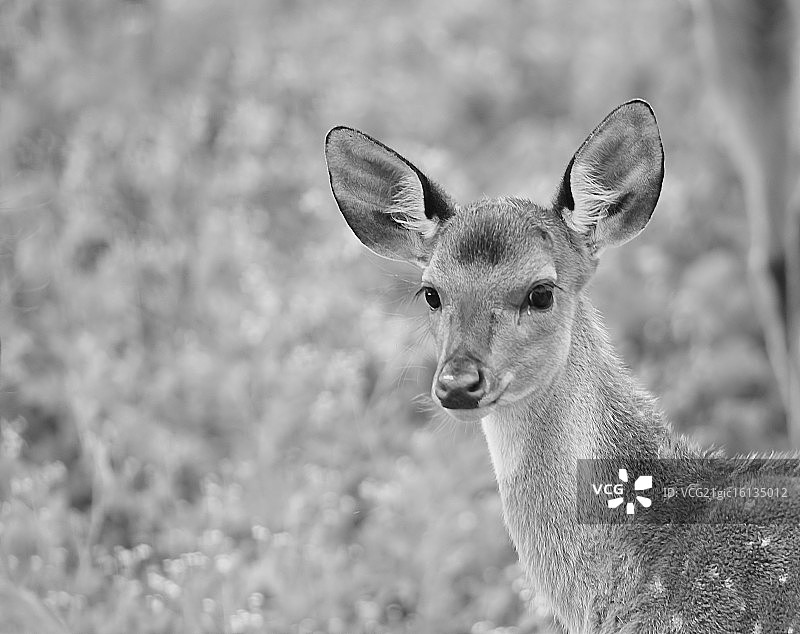 是清白的图片素材