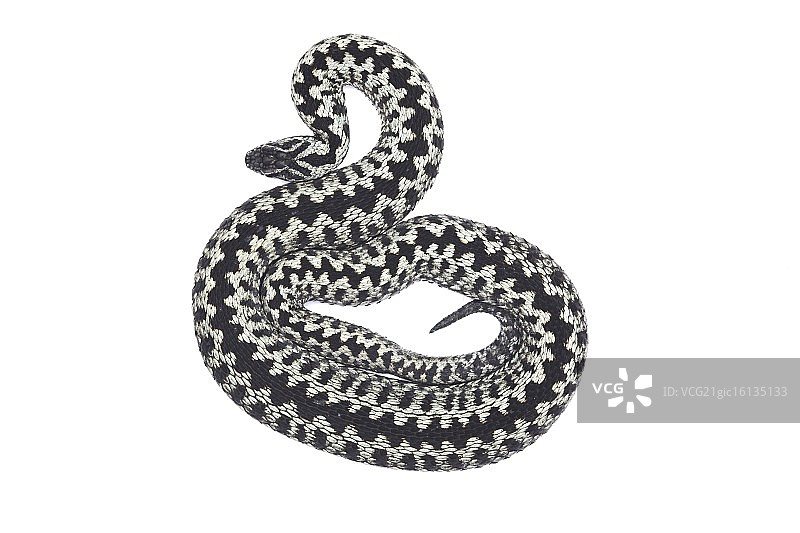 雄性蝮蛇图片素材