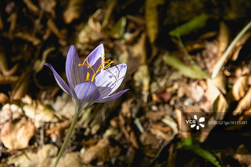 花柱和雄蕊图片素材