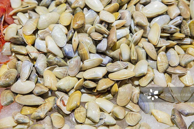 新鲜蛤蜊图片素材