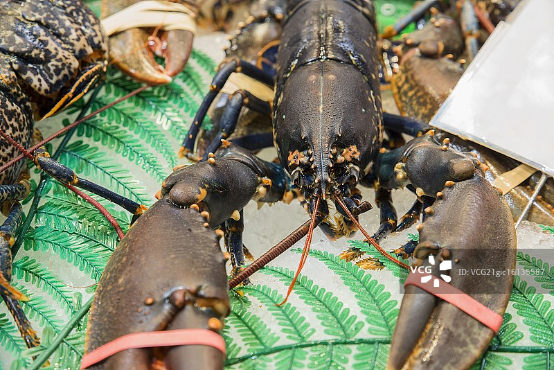 新鲜龙虾图片素材
