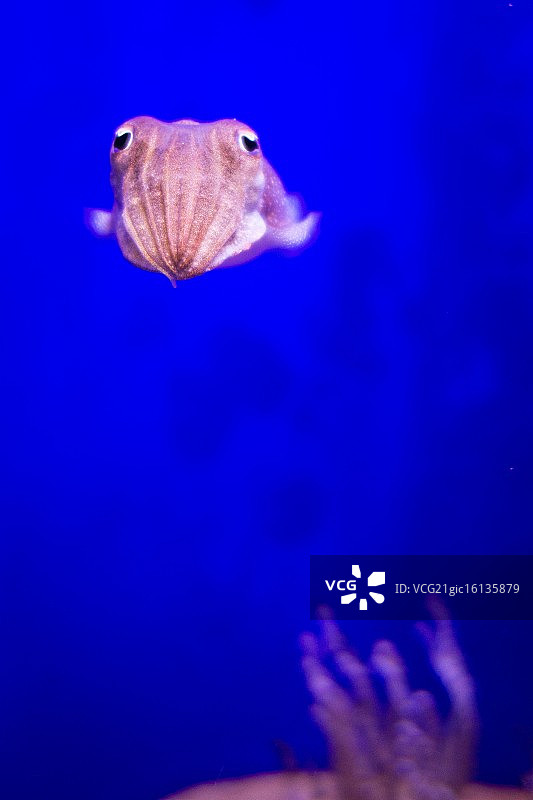 小章鱼图片素材