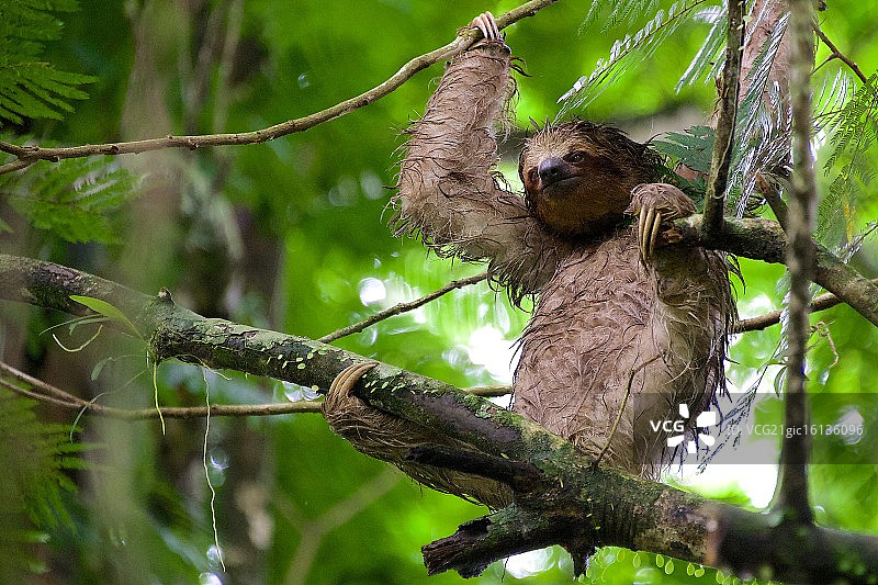 三趾树懒图片素材