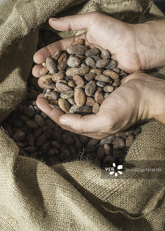 手持可可豆图片素材