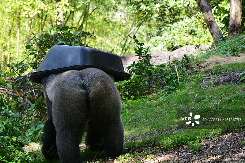 大猩猩的臀部图片素材