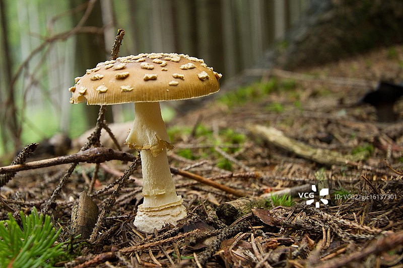 豹斑鹅膏菌图片素材