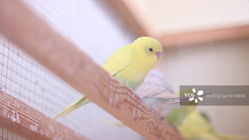 黄色虎皮鹦鹉图片素材