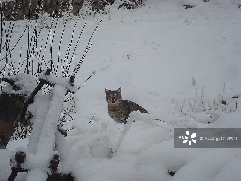 雪地里的野猫图片素材