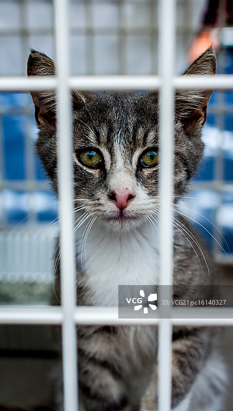 你好凯蒂猫图片素材