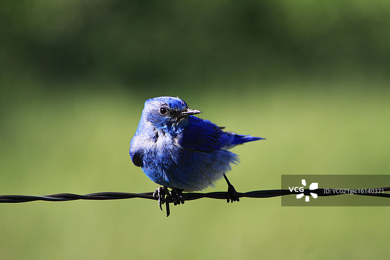 蓝知更鸟图片素材