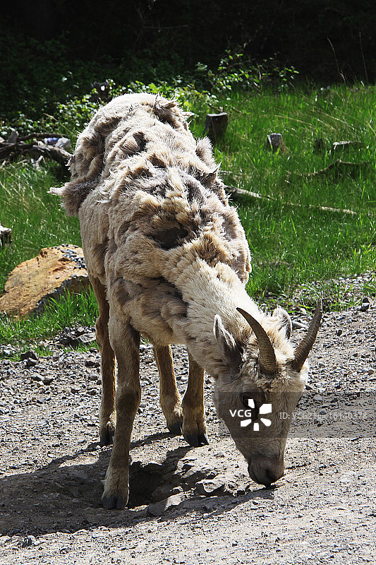 蓬乱的大角羊图片素材